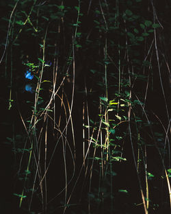 High angle view of plants by lake at night