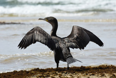 Bird flying over beach