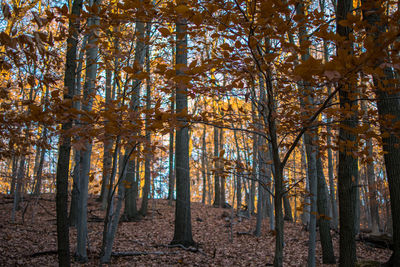 Trees in forest during autumn