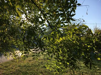 Trees on branch