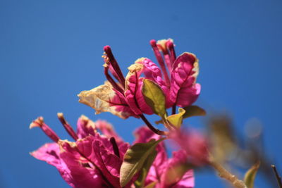 Low angle view of pink flowering plant against sky