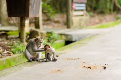 Baby macaque monkey and mother playing in the street, ubud forest sanctuary, bali, indonesia