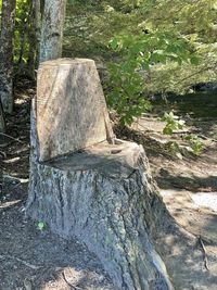 High angle view of wood in forest