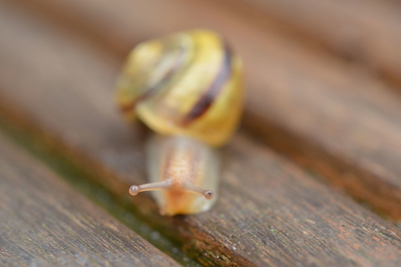 animal themes, snail, snails and slugs, animal, animal wildlife, wood, gastropod, mollusk, macro photography, close-up, one animal, wildlife, no people, selective focus, boredom, crawling, yellow, shell, animal shell, animal body part, insect, day, macro, nature, outdoors