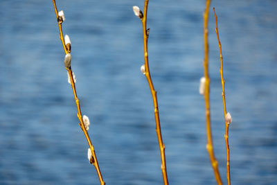 Close-up of plants against sea