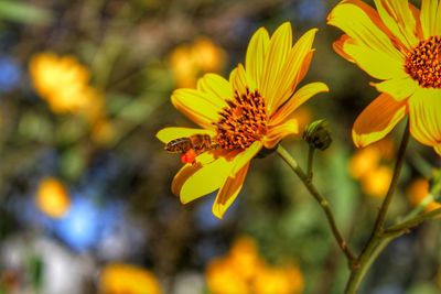 Close-up of yellow flowering plant