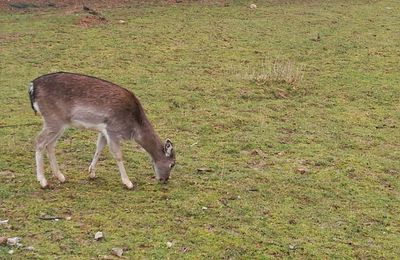 Deer grazing in a field