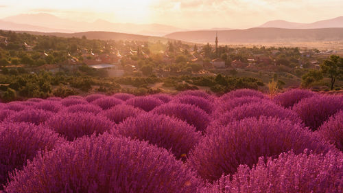 Purple flowering plants on field against sky during sunset