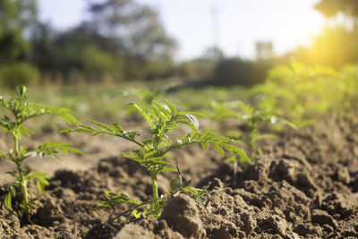 Close-up of plant on field