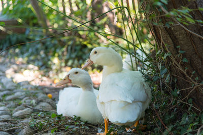 Ducks on a field