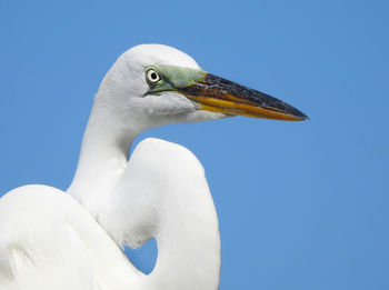 Great white heron