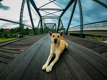 Portrait of dog on bridge