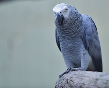 Close-up of african grey parrot perching on wood in cage