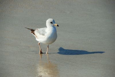 Birds in water