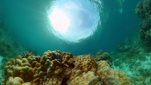 View of coral swimming in sea