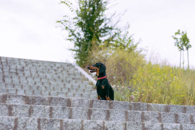 Black dog sitting on retaining wall against sky