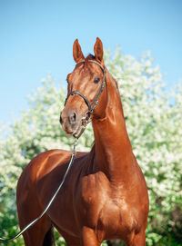 Horse in the field