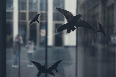 Close-up of seagull flying