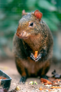 Close-up of squirrel eating food