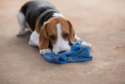 Dog playing with blue towel on footpath