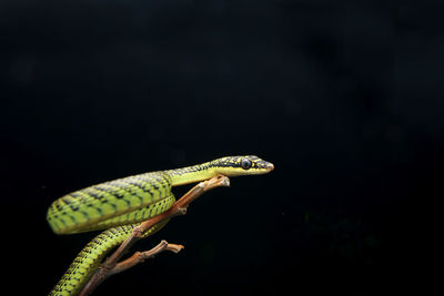 Close-up of a lizard over black background