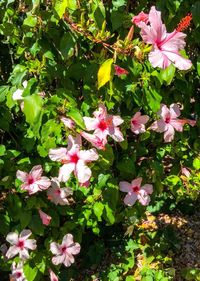 Close-up of pink flowers