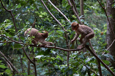 Low angle view of monkey on tree in forest