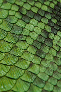 Detail shot of leaf