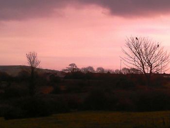 Bare trees on landscape at sunset