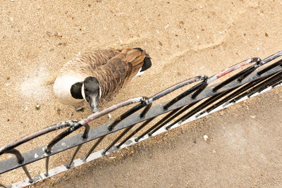 High angle view of monkey on wall