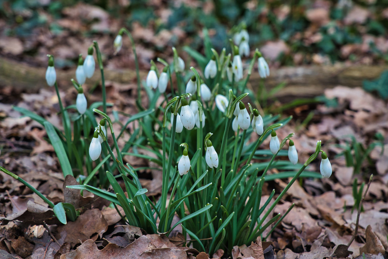 CLOSE-UP OF WHITE FLOWERING PLANTS