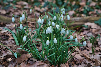 Close-up of white flowering plant