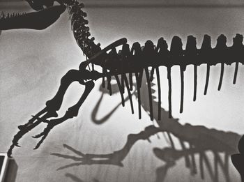 Shadow of tree on the wall