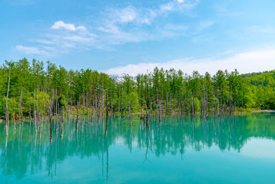 Scenic view of lake by trees against sky