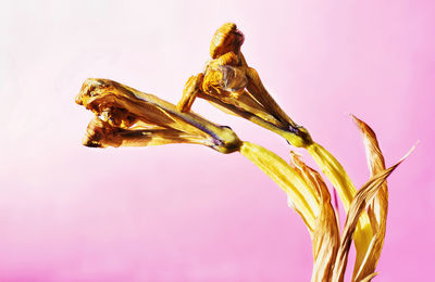 Yellow dried iris flowers on pink background