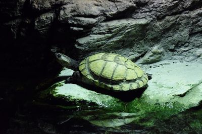 Close-up of turtle in water