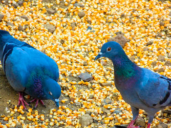 View of birds on field