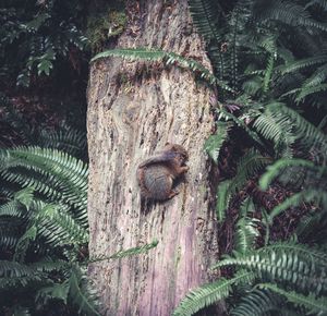 Full frame shot of tree trunk