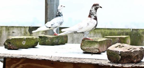 Seagull perching on wall