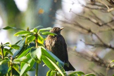 Bird perching on a tree