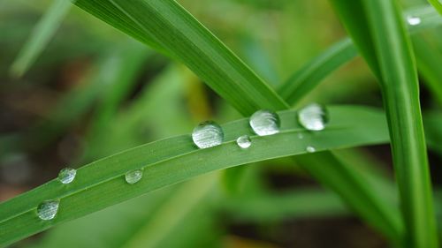 Close-up of water drops on grass