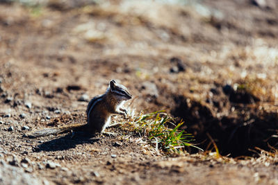 Side view of squirrel on rock