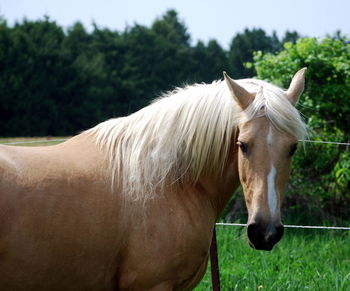 Horses grazing on field