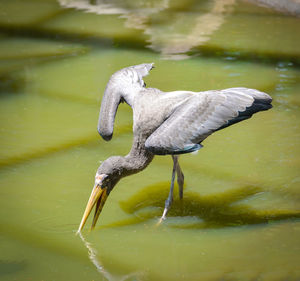 Close-up of duck floating on a lake