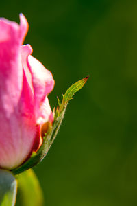 Close-up of pink rose flower