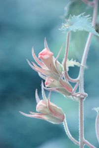 Close-up of pink flower bud