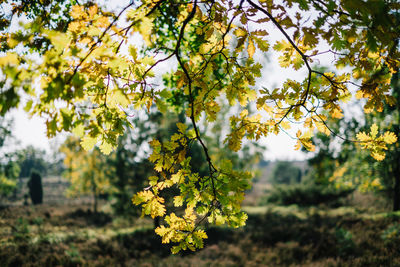 Close-up of yellow flowering plant on field