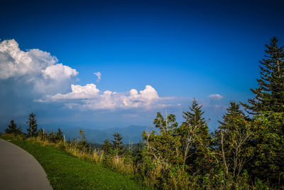 Footpath by trees against blue sky