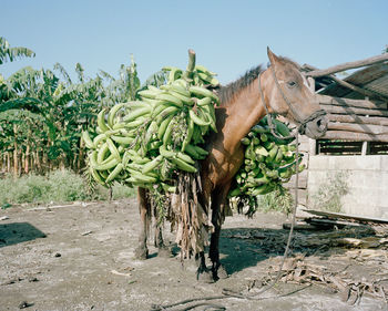 View of rural landscape