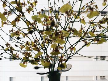 Flowers in vase against building